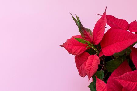 Top view on the poinsettia on pink background, also known as Christmas Flowe, Christmas floral decoration, red and green foliageの写真素材