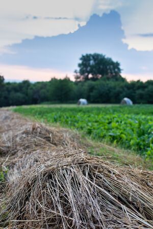 Rows of dry grass for feeding cows in winter, harvesting hay in summerの写真素材