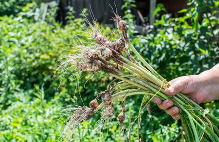 Farmer holds fresh garlic in her hand from the garden, fresh young vegetables from the gardenの写真素材