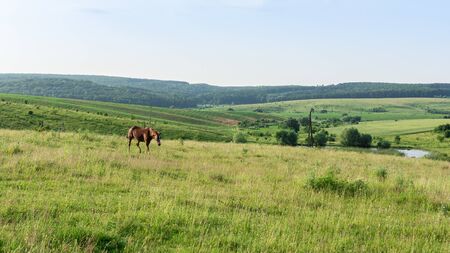 Horse graze in the meadow, fields and meadows, landscapeの写真素材