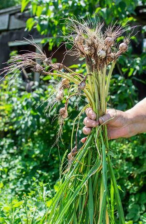 Farmer holds fresh garlic in her hand from the garden, fresh young vegetables from the gardenの写真素材