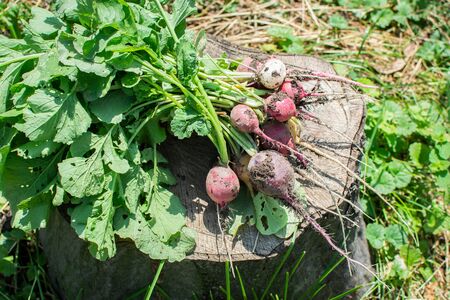 Fresh crop of radish, bunch of multi-colored organic radish lies on a tree stumpの写真素材