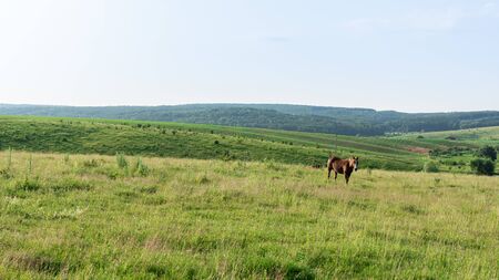 Horse graze in the meadow, fields and meadows, landscapeの写真素材