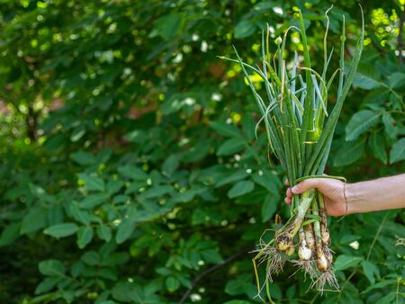 Farmer holds fresh green onion in his hand from the garden, fresh young vegetables from the gardenの写真素材