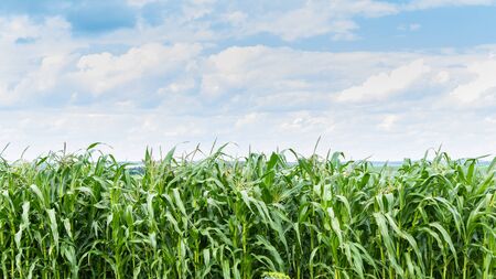 Tall green leaves of young corn in the garden, corn ripening in summerの写真素材