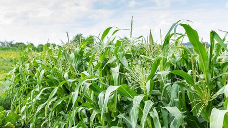 Tall green leaves of young corn in the garden, corn ripening in summerの写真素材