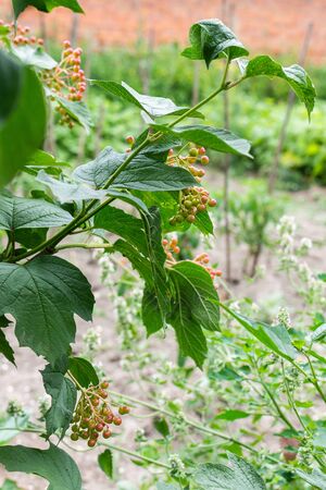 The ripening of red viburnum in the garden, young bush viburnumの写真素材