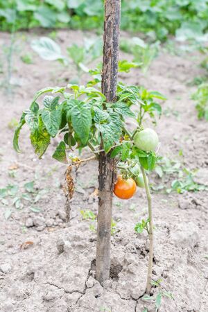 Bush with young green and red tomato in the garden bed, tomato ripening in the garden, organic vegetables, eco productsの写真素材