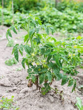 Tomato bush in the garden bed, tomato ripening in the garden, organic vegetables, eco productsの写真素材