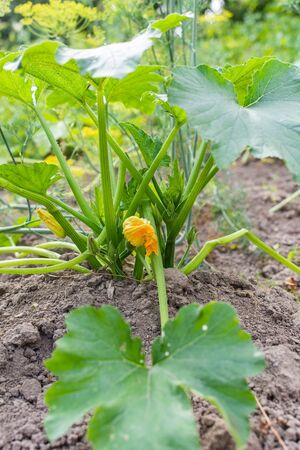 Garden beds with organic vegetables , green zucchini leaves close up, ripening zucchini in the villageの写真素材