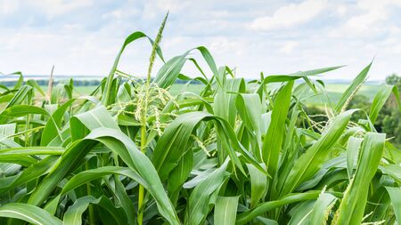 Tall green leaves of young corn in the garden, corn ripening in summerの写真素材