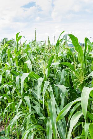 Tall green leaves of young corn in the garden, corn ripening in summerの写真素材