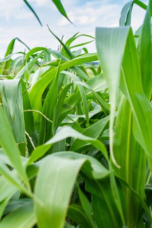Tall green leaves of young corn in the garden, corn ripening in summerの写真素材