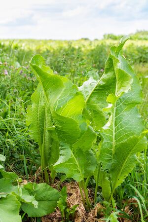Green tall leaves of horseradish close up, organic spice for foodの写真素材