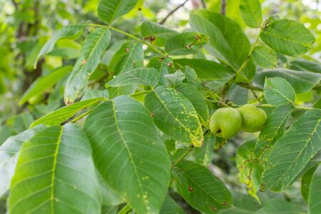 Branch with green unripe walnuts, walnut ripeningの写真素材
