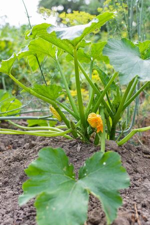 Garden beds with organic vegetables , green zucchini leaves close up, ripening zucchini in the villageの写真素材