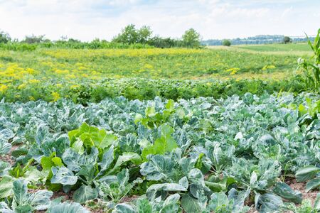Garden beds with young green cabbage leaves close up, fresh young vegetables from the gardenの写真素材
