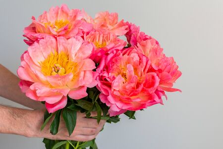 Beautiful bouquet of pink peonies in a man's hand on a white wall backgroundの写真素材