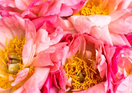 Floral background, beautiful pink peonies close upの写真素材