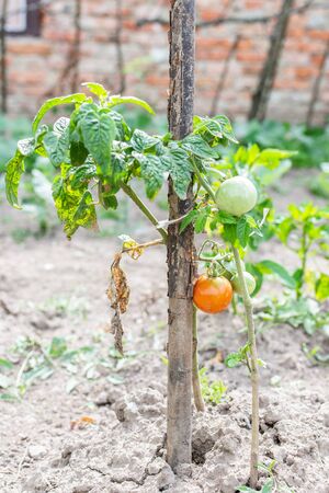 Bush with young green and red tomato in the garden bed, tomato ripening in the garden, organic vegetables, eco productsの写真素材