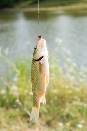 A good catch, little crucian close up on a fishing rod hookの写真素材