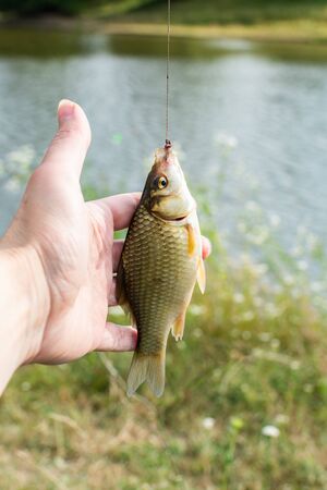 A good catch, little crucian on a fishing rod hookの写真素材