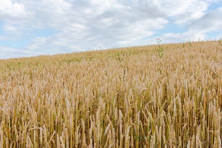 Slope with a wheat field, ripening of cereals , agricultureの写真素材