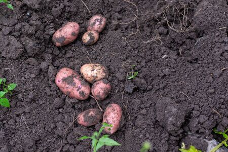 Fresh harvest of organic potatoes, garden harvestingの写真素材