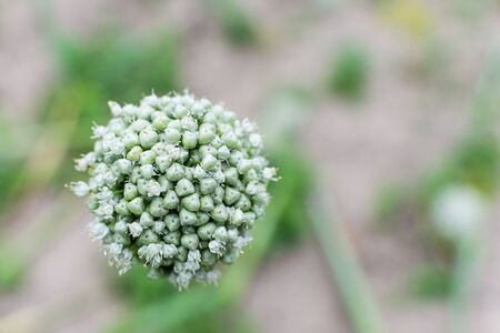 Onion flower with seeds close-up in the gardenの写真素材