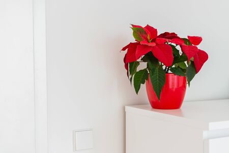 Part of the home interior, chest of drawers with flower poinsettia in red potの写真素材