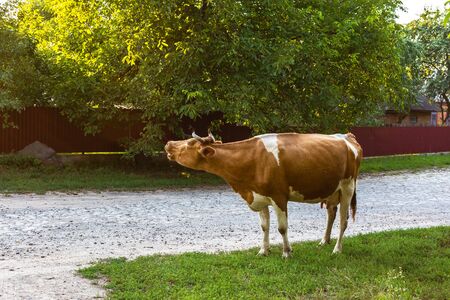 Red-haired cow after grazing in the villageの写真素材