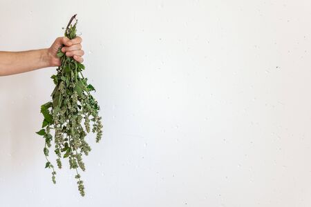 Male hand with a bunch of mint on a white concrete wall backgroundの写真素材
