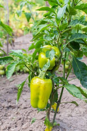 Garden beds with ripening sweet green pepper, organic pepper bushの写真素材