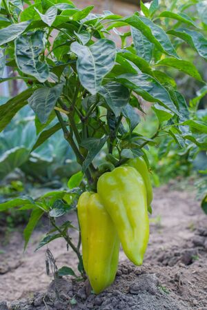 Garden beds with ripening sweet green pepper, organic pepper bushの写真素材