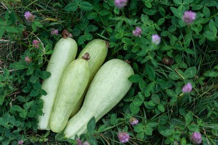 Fresh crop of zucchini , organic vegetables from the gardenの写真素材