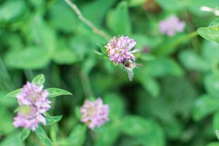 Bumblebee collects nectar in a clover flowerの写真素材