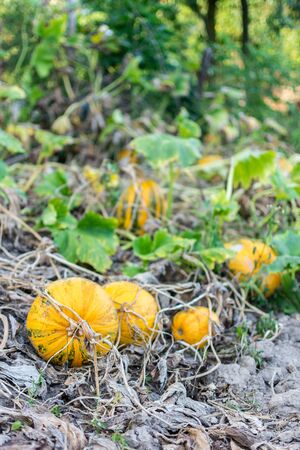 Orange ripened pumpkins in the garden, fresh organic vegetables from the gardenの写真素材