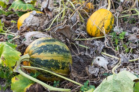 Orange ripened pumpkins in the garden, fresh organic vegetables from the gardenの写真素材