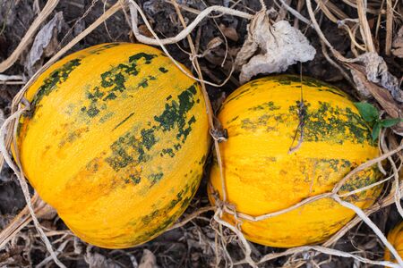 Orange ripened pumpkins in the garden, fresh organic vegetables from the gardenの写真素材