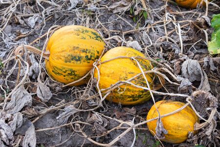 Orange ripened pumpkins in the garden, fresh organic vegetables from the gardenの写真素材