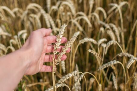 Farmer checks the quality of wheat ears, field with young ears of wheat close up on a rainy day, cereals, agricultureの写真素材