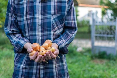 Farmer holds a fresh crop onions in his hands, organic vegetables from the gardenの写真素材