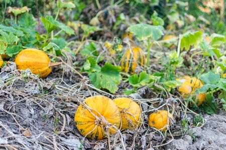 Orange ripened pumpkins in the garden, fresh organic vegetables from the gardenの写真素材