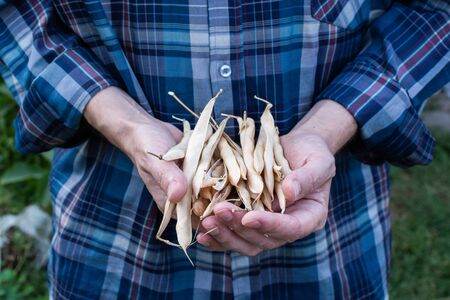 Farmer holds a fresh crop bean pods in his hands, organic vegetables from the gardenの写真素材