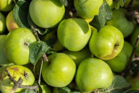 Autumn ripe organic green apples close-up, fruit backgroundの写真素材