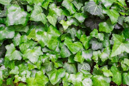 Green natural floral background of climbing plants, ivy leaves backgroundの写真素材