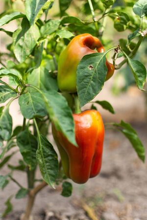 Garden beds with ripening sweet red pepper, organic pepper bushの写真素材