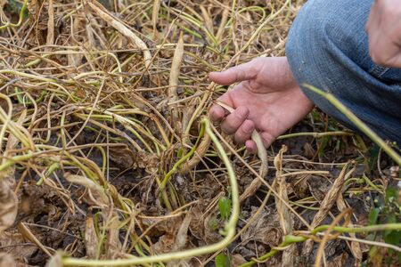 Gardener picks fresh crop bean pods, farmer hands with bean pods, organic vegetables from the gardenの写真素材