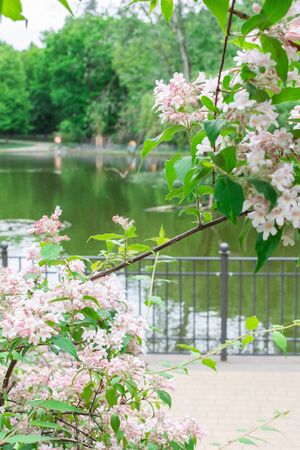 Walk on a warm sunny day in the park Volkspark Friedrichshain, lake in the parkの写真素材