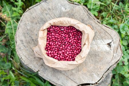 Fresh harvest of pink beans in a bag lies on a tree stump, organic vegetables from the gardenの写真素材